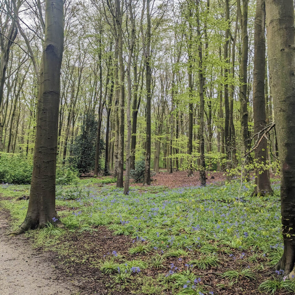 haagse bos coaching den haag